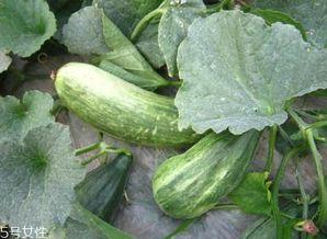 吃瓜网的其他功能,一站式娱乐资讯平台，畅享全网热点