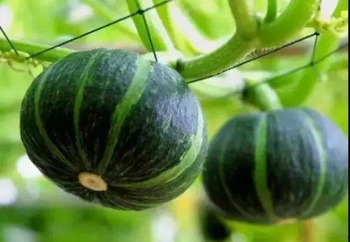 网红吃瓜扣扣qq,扣扣QQ背后的那些事儿