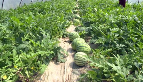 临沂吃瓜网红是谁啊最新消息,揭秘网络热议背后的真相！”