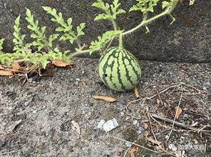 吃瓜第一线的网红,揭秘吃瓜第一线网红的幕后故事