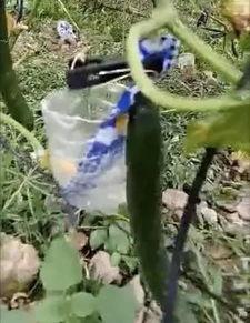 内蒙古网红吃瓜事件视频,揭秘网络舆论背后的真相