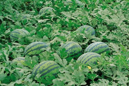 濮阳网红吃瓜群微信