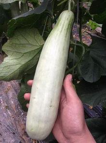 静海吃瓜的网红叫什么来着