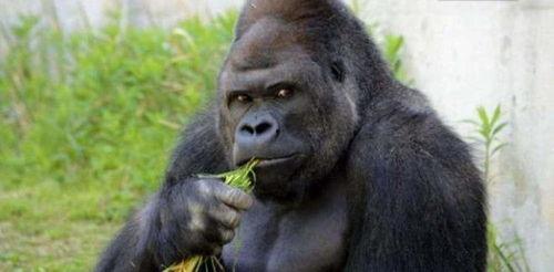 网红吃瓜大猩猩是谁,揭秘网络红人的神秘面纱