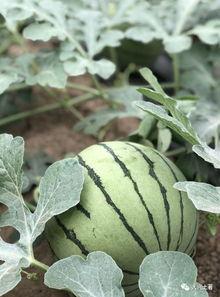 澳洲网红吃瓜,揭秘网红圈幕后趣事