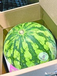 3元吃瓜网,揭秘娱乐圈幕后故事，带你领略不一样的娱乐世界