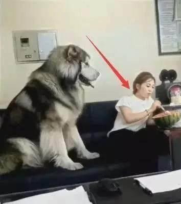 网红吃瓜狗子是谁,揭秘网络红人的神秘魅力