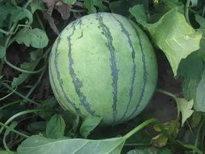 网红吃瓜有哪些趣事啊,盘点那些爆笑趣事