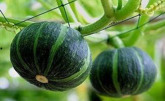 临沧网红吃瓜事件真相揭秘,揭秘背后真相与争议