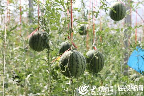 康县网红吃瓜视频,揭秘当地美食与风土人情