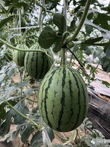 网红最近的吃瓜视频大全,揭秘娱乐圈最新热点事件