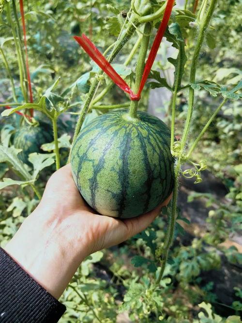 瓜圈网吃瓜在线观看,吃瓜在线，揭秘娱乐圈幕后风云