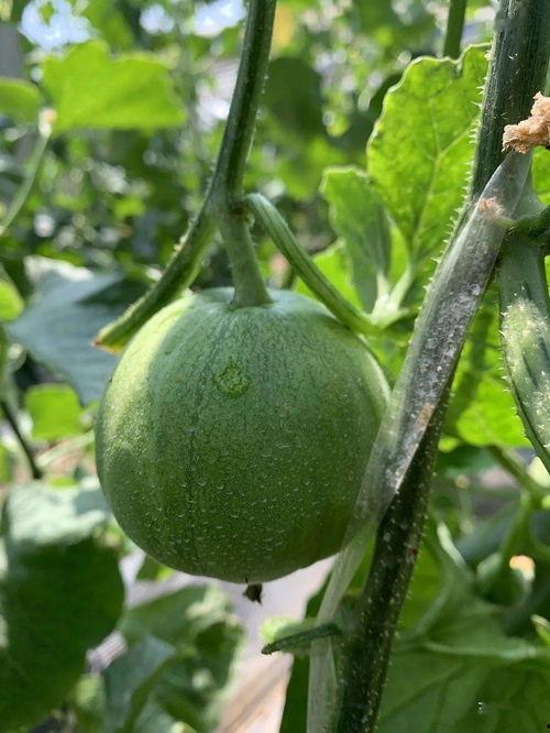 瓜圈网吃瓜在线观看,吃瓜在线，揭秘娱乐圈幕后风云