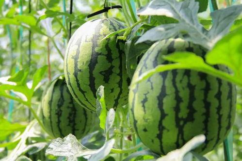 最新吃瓜群众免费吃瓜网,免费吃瓜群众狂欢盛宴