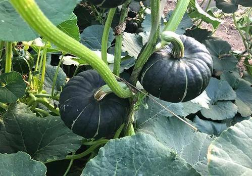 网红吃瓜减肥吗是真的吗,真相揭秘