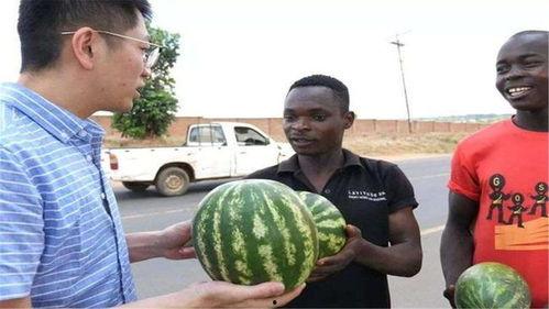 黑网吃瓜网t7wcc,网络暗流涌动的秘密世界