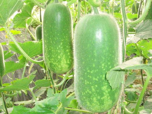 10月网红吃瓜事件视频,盘点那些引发热议的瞬间