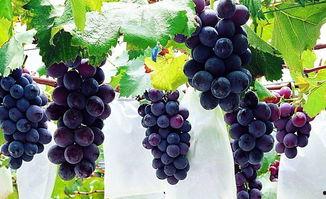 吃瓜葡萄网,带你领略网络世界的酸甜苦辣