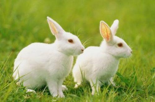 网红吃瓜小兔子图片