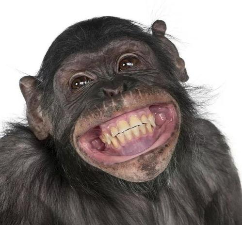 网红猩猩吃瓜事件视频,萌态百出引网友热议