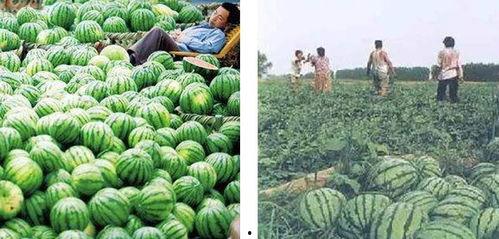 俄罗斯吃瓜网官网,揭秘俄罗撕娱乐圈幕后故事