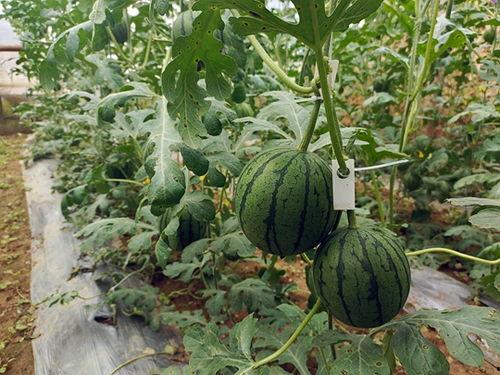 吃瓜网怎么上,轻松上手的网络娱乐新体验