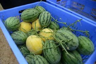 郯城网红吃瓜群微信号,揭秘幕后故事，带你领略网络红人魅力