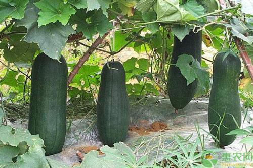 诸暨网红吃瓜事件