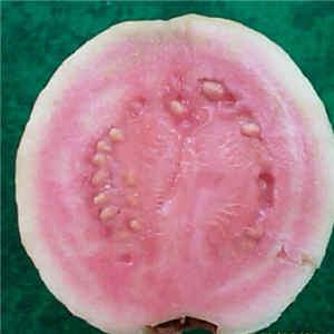 吃瓜的台湾网红叫什么,台湾网红“吃瓜达人”揭秘娱乐圈幕后故事