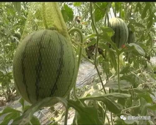 吃瓜网是哪个网站开发的,揭秘其背后的开发团队与核心技术