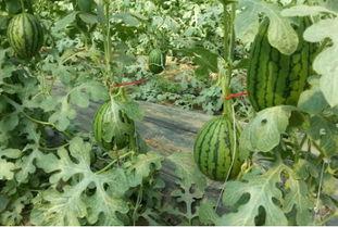 吃瓜网是哪个网站开发的,揭秘其背后的开发团队与核心技术