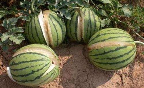 咸阳网红吃瓜事件真相,揭秘背后真相与网络舆论的反思