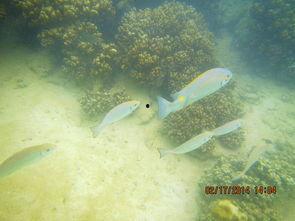 一线吃瓜海底见月网盘txt,揭秘神秘网盘txt背后的故事