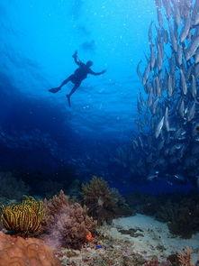 一线吃瓜海底见月网盘txt,揭秘神秘网盘txt背后的故事