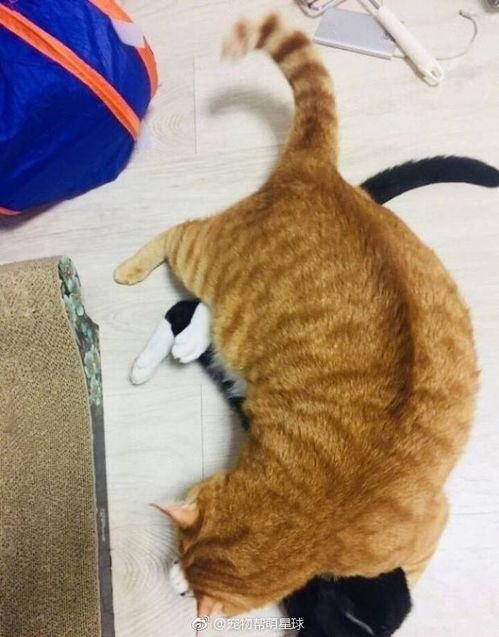 黑猫吃瓜网,揭秘娱乐圈幕后故事，带你领略明星真实生活