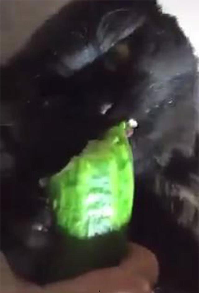 黑猫吃瓜网,揭秘娱乐圈幕后故事，带你领略明星真实生活