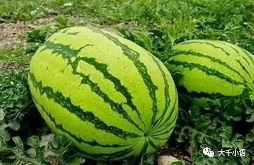 康乐网红吃瓜视频大全集,揭秘热门视频背后的故事