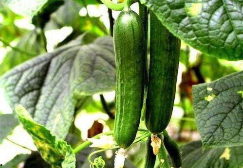 网红吃的能刮丝的瓜是什么,能刮丝的神奇瓜果大揭秘