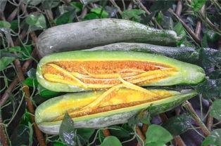 吃网红的瓜图片,一场视觉盛宴背后的“吃瓜”真相