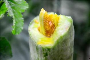 吃网红的瓜图片,一场视觉盛宴背后的“吃瓜”真相